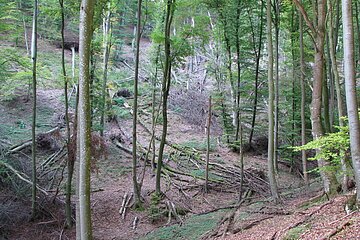 Naturwaldreservat Beixenhart