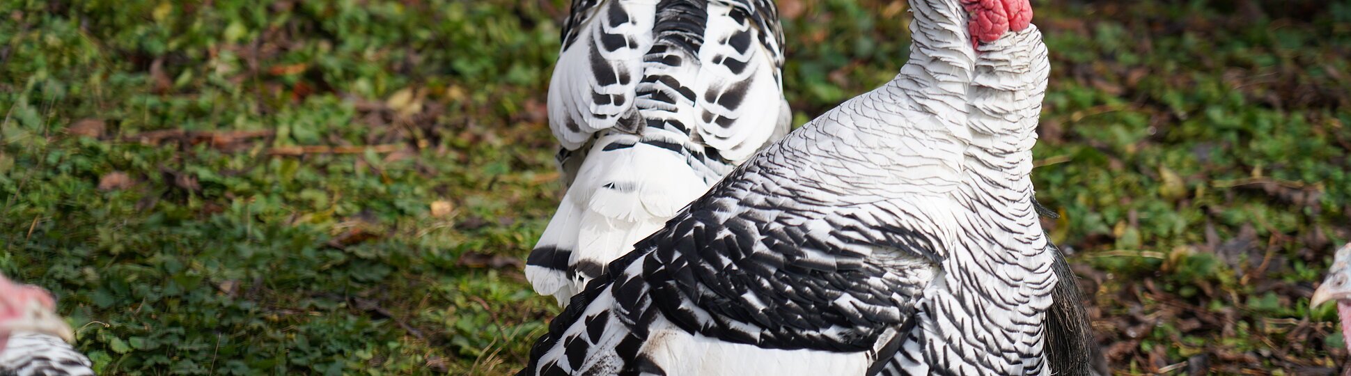 Schwarz-weiße Truthähne mit rotem Kopf stehen auf grünem Gras mit Laub.