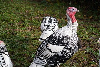 Schwarz-weiße Truthähne mit rotem Kopf stehen auf grünem Gras mit Laub.