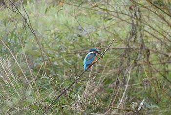Ein Eisvogel sitzt auf einem Ast über der Altmühl