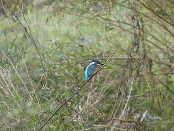 Ein Eisvogel sitzt auf einem Ast über der Altmühl