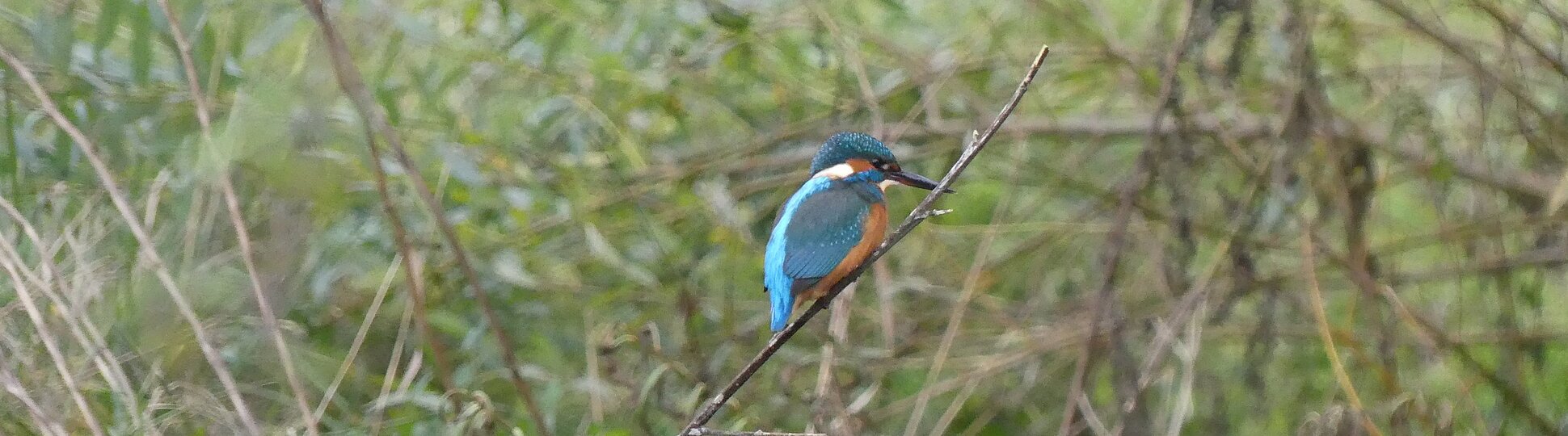 Ein Eisvogel sitzt auf einem Ast über der Altmühl