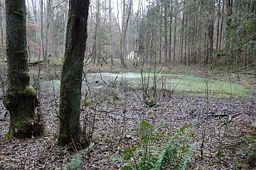 Gelände des Meteoriteneinschlages bei Breitenfurt