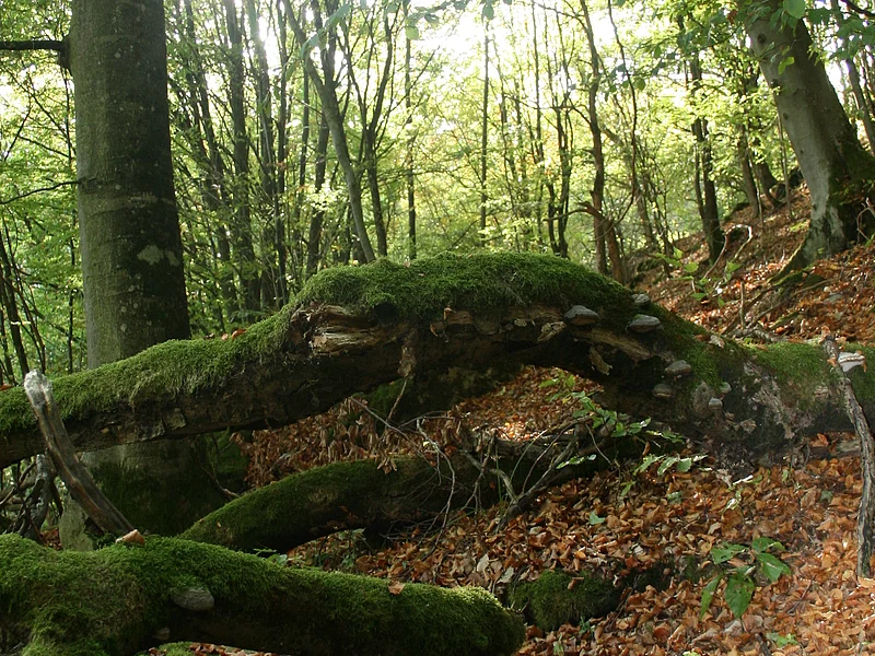 Buchenwald Beixenhart (Naturwaldreservat) Seit 2011 sind die naturnahen Buchenwälder Europas als UNESCO Weltnaturerbe geschützt. Auch im Naturpark Altmühltal gibt es Reste solcher naturnahen Buchenwälder. Der Beixenhart ist ein etwa 54 Hektar großes Naturwaldreservat. Um den Wald in seinem naturnahen Zustand zu erhalten und sogar wieder zu einem Urwald werden zu lassen, wird in diesem Waldgebiet jegliche Nutzung unterlassen; nicht einmal abgestorbene oder vom Sturm umgestürzte Bäume werden aufgearbeitet. Auf dem Jägersteig führt der Weg durch einen "Urwald" mit hohem Totholzbestand und mächtigen Buchen, entlang an steilen Felsvorsprüngen, geschaffen durch die Urdonau, mit einem wunderbaren Blick ins Wellheimer Trockental.