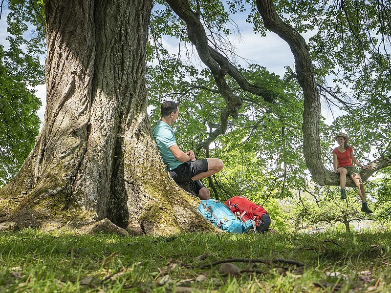Mann sitzt am Baumstamm, Frau sitzt auf Ast, zwei Rucksäcke liegen auf Gras unter Baum.