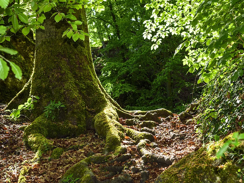 Baumstamm mit großen, moosbedeckten Wurzeln im Wald auf mit Blättern bedecktem Boden.
