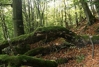 Buchenwald Beixenhart (Naturwaldreservat)